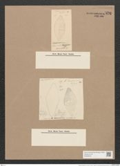 Navicula annulata Grun. (de-Toni-Nr.: Genus 1, Species 174) Zeichnungen Sammlung Grunow Nr. 470 (NHMW-BOT-W0366818)